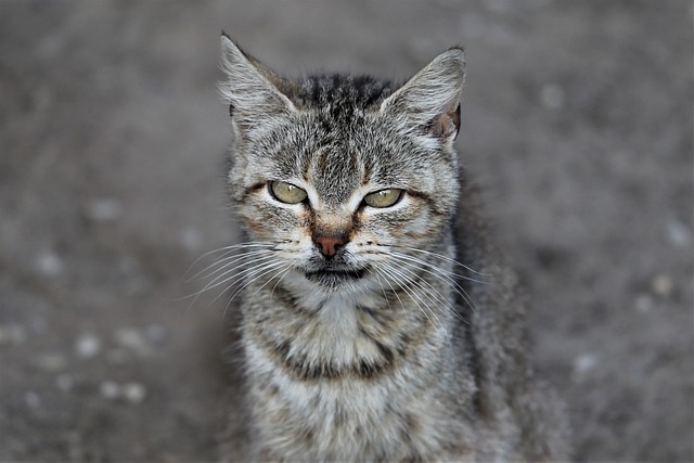 Kat, Dyr, Grå, Hjemlig, Natur