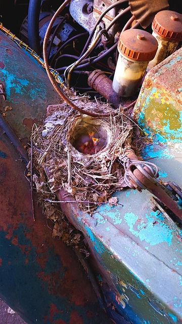 Free Nest Chicks photo and picture