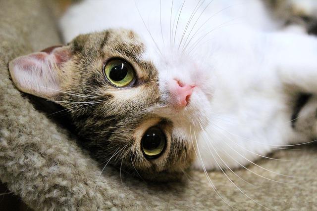 Free Eyes Cat photo and picture