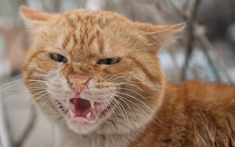 Irritado en gatos ano