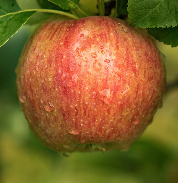 Free Apple Administration photo and picture