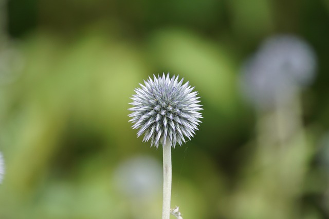 Free Flower Beautiful Flowers photo and picture