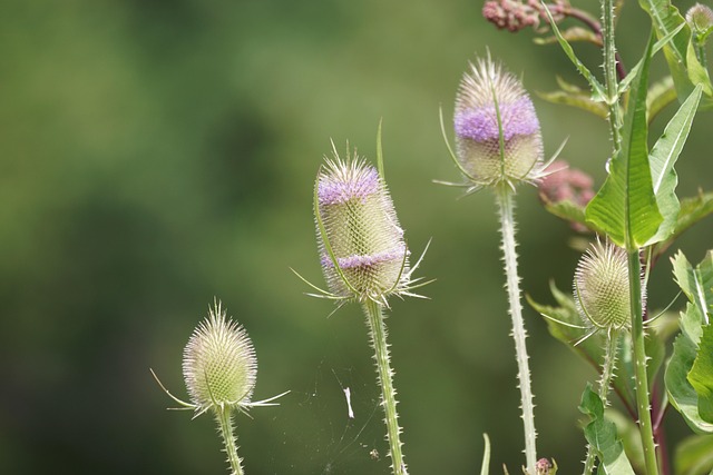 Free Flower Nature photo and picture