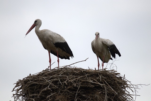 Free White Stork Adults photo and picture