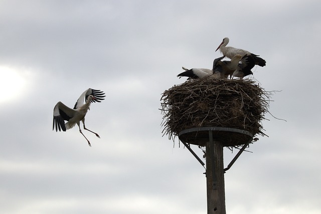 Free Stork Young Bird photo and picture