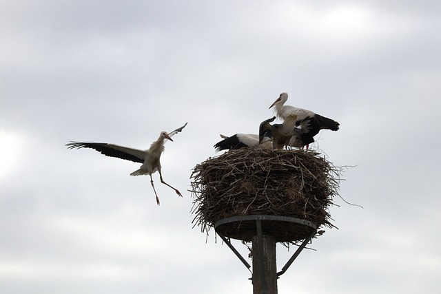 Free Stork Young Bird photo and picture