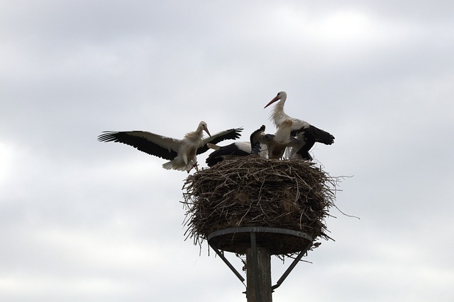 Free Stork Young Bird photo and picture