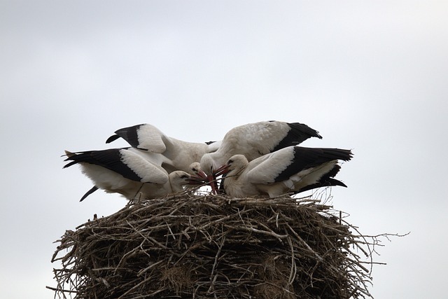 Free Stork Feed photo and picture