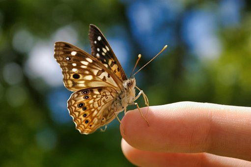 Free Butterfly Butterflies photo and picture