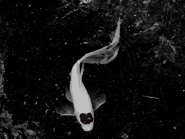 Free Fish Koi photo and picture