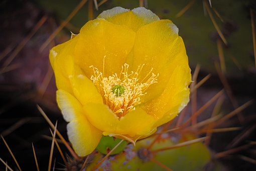 Blomst, Kaktus, Torner, Ørken, Flora