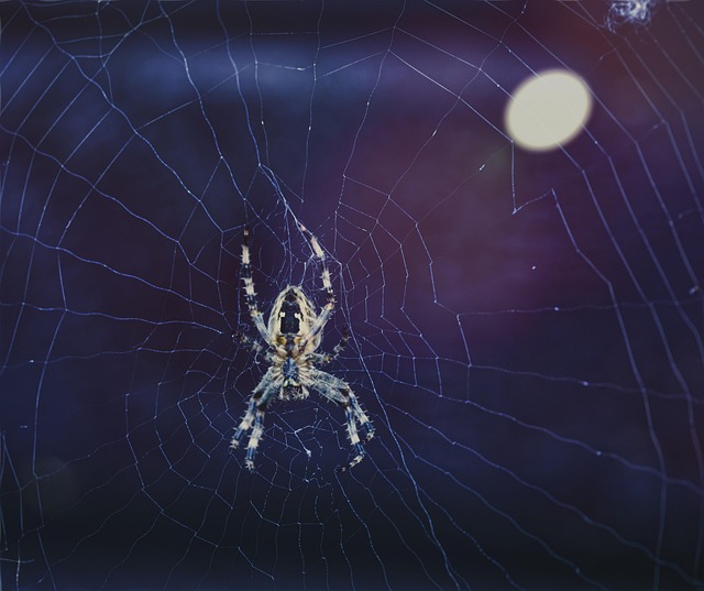 Free Araneus Bike Network photo and picture