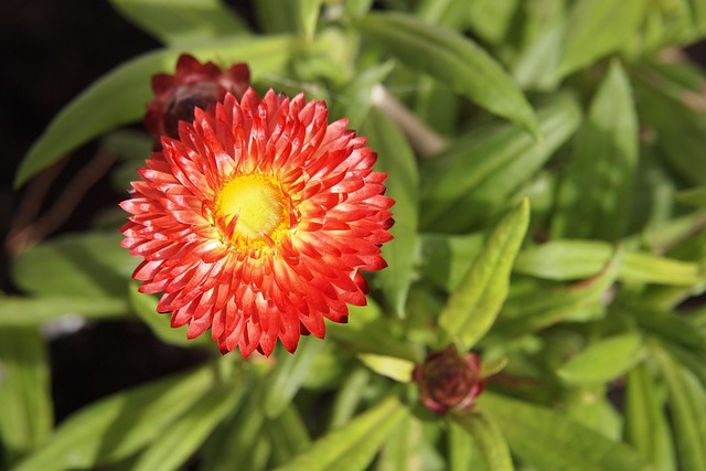 Free Bracteantha Beautiful Flowers photo and picture