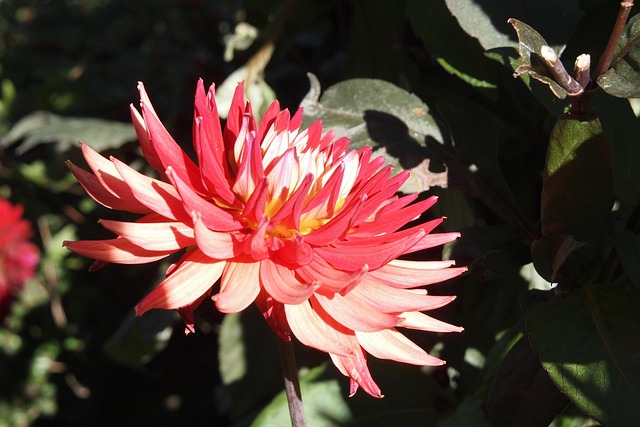 Free Dahlia Flower photo and picture