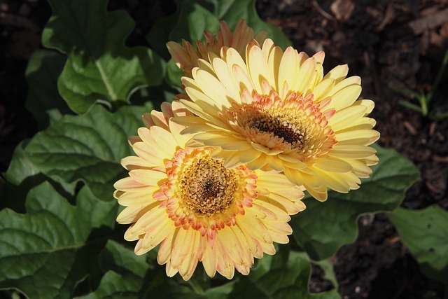 Free Gerbera Yellow photo and picture