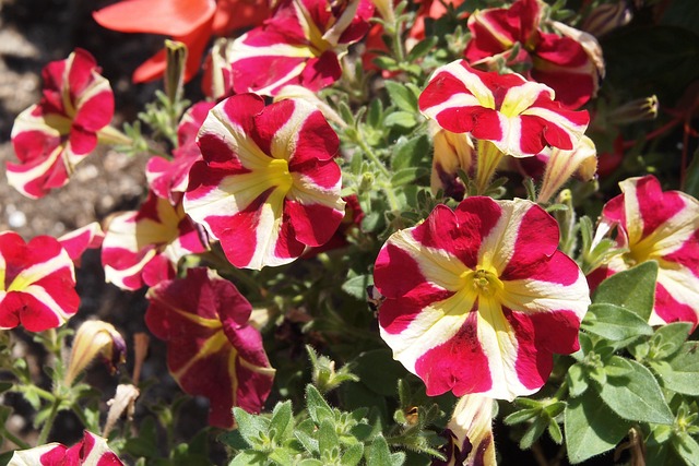 Free Petunia Flower photo and picture