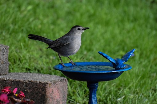 Bird, Gray Catbird, Drinking Water, birdbath, garden wildlife