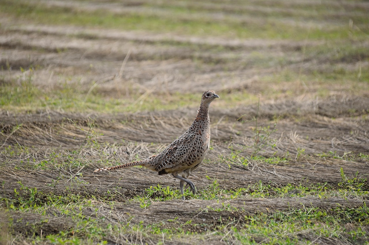 Oiseau Poule Faisane Plumage Photo gratuite sur Pixabay Pixabay — free download