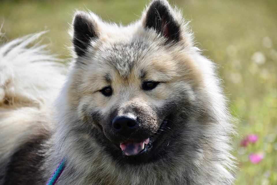 Dog Eurasier Pure Breed - Free photo on Pixabay - Pixabay