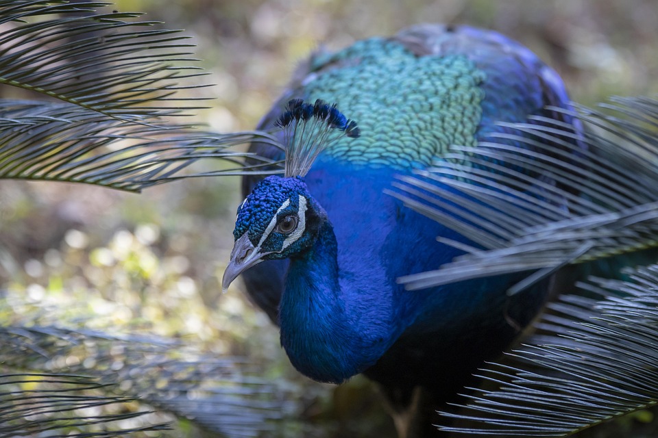 Pavao 動物 自然 Pixabayの無料写真