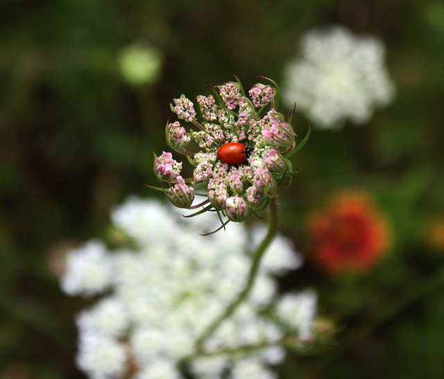 Free Ladybug Wild Carrot photo and picture