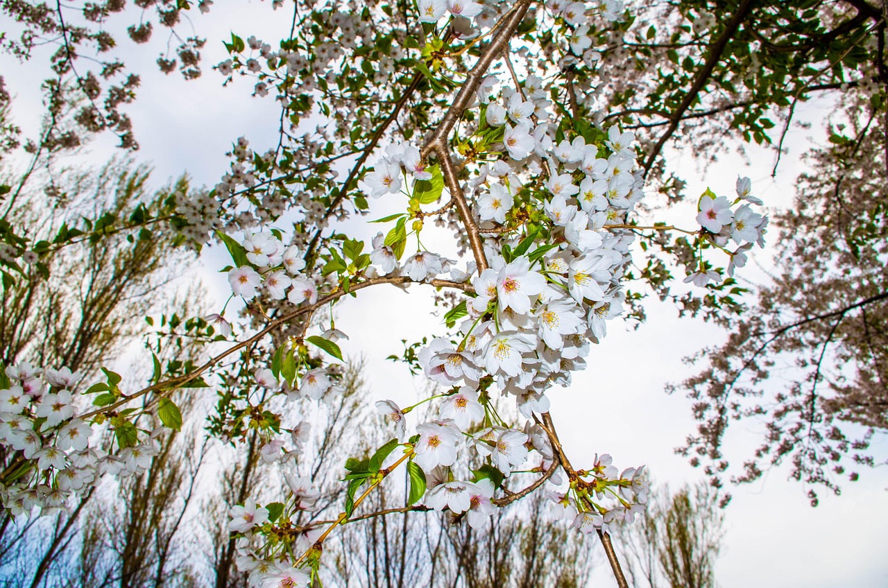 300000以上の無料Sakura 壁紙&壁紙画像 - Pixabay