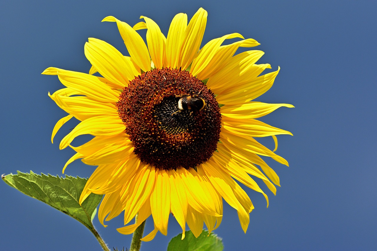 Artery8 Sonnenblume Grußkarte – 17,5x12,5 Cm, Hochwertiger Karton Mit Umschlag, Blanko Innen – Perfekt Für Geburtstage & Grüße