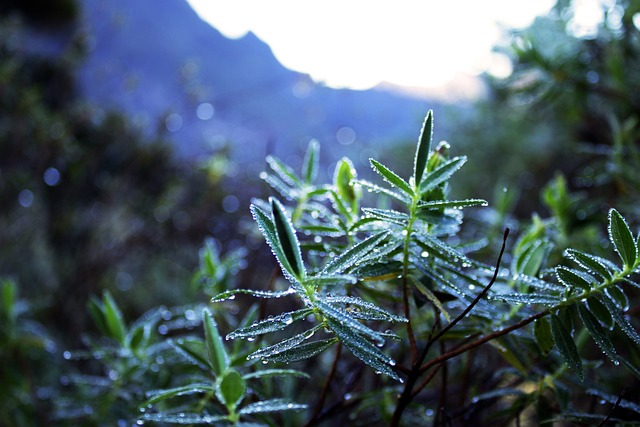 Vegetatie, Plant, Natuur, Lakens