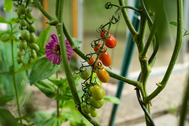 Tomate, Garten, Gemüse, Blume