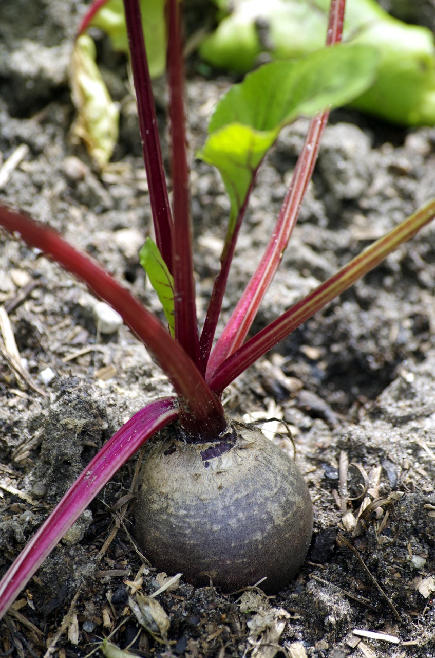 Beetroot Vegetables Healthy Free photo on Pixabay Pixabay