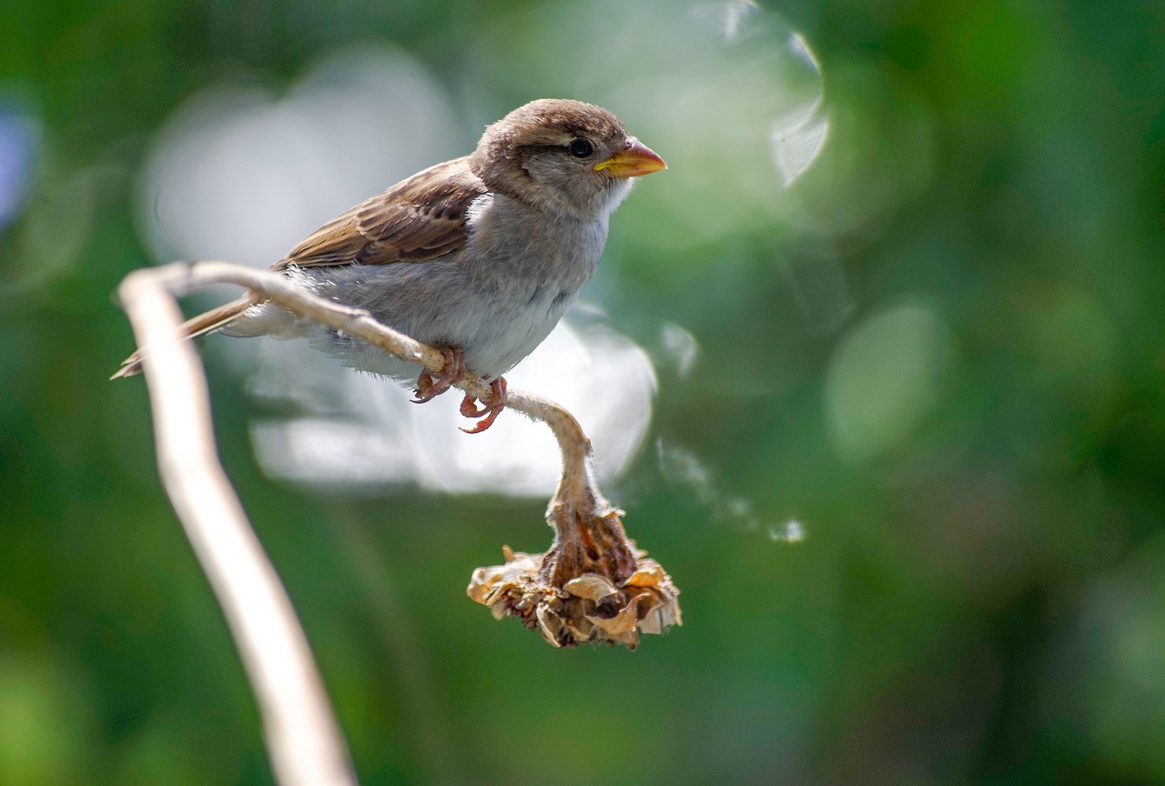 Sparrow Sperling Bird To Free photo on Pixabay Pixabay