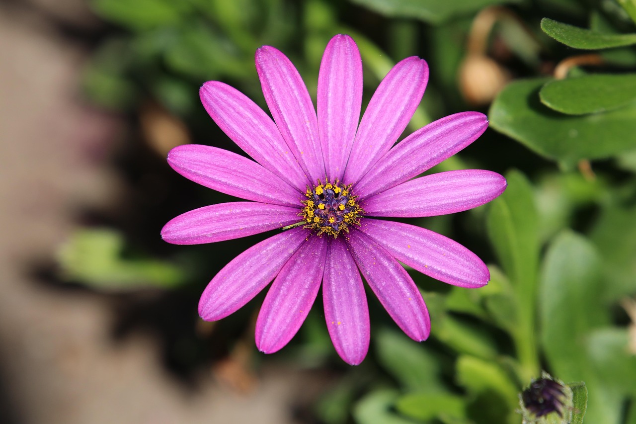 花 美丽 植物学 - Pixabay上的免费照片 - Pixabay