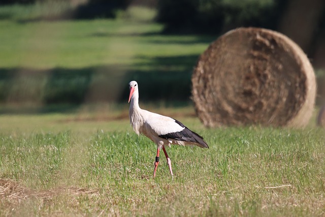 Free Stork Foraging photo and picture