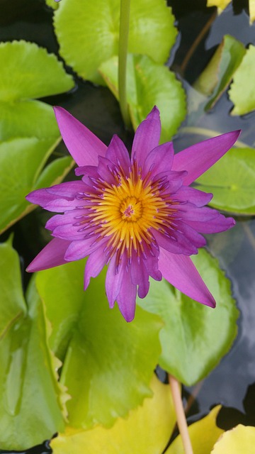 Lotus, ดอกบัวสีชมพู, ดอกบัว, ดอกบัวไทย