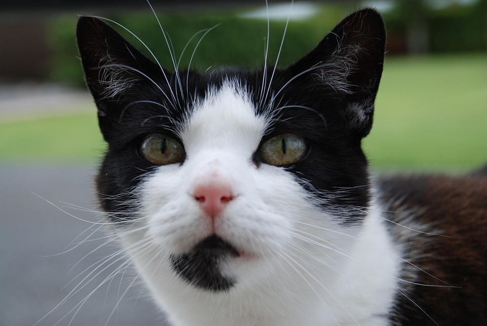 Cat Black And White Pet - Free photo on Pixabay