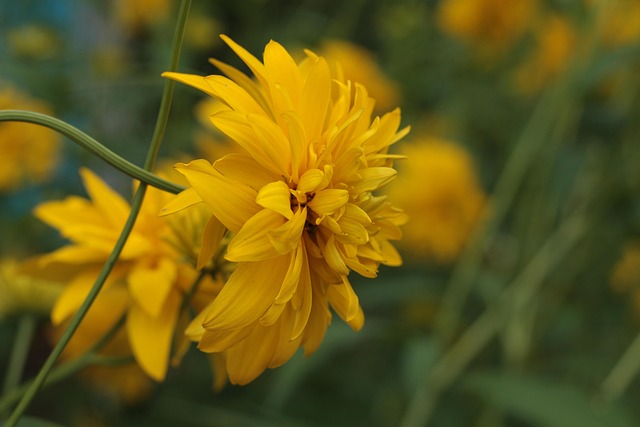 Free Garden Summer photo and picture