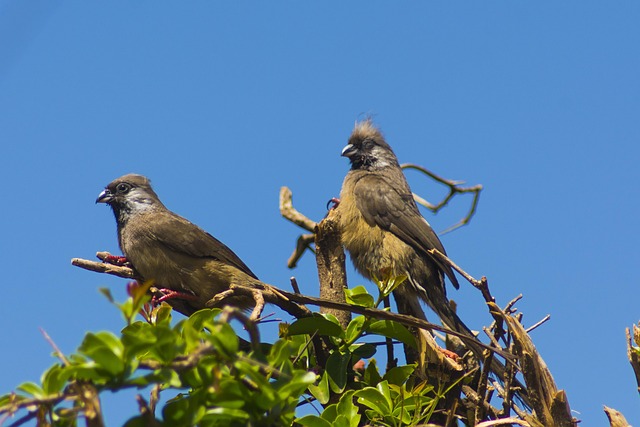 Free Birds Africa photo and picture
