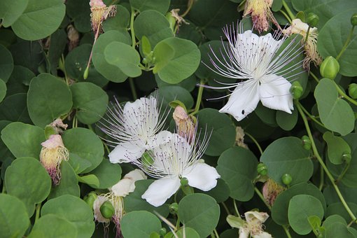 Free Capri Plant Flower Wallpaper photo and picture