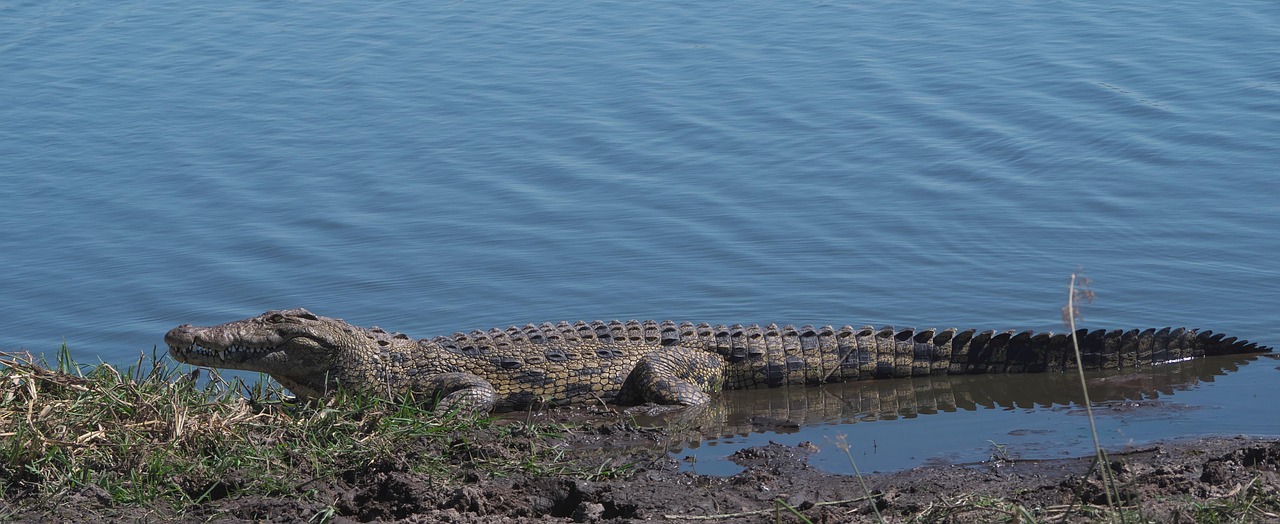 Nile Crocodile - free online jigsaw puzzle photo