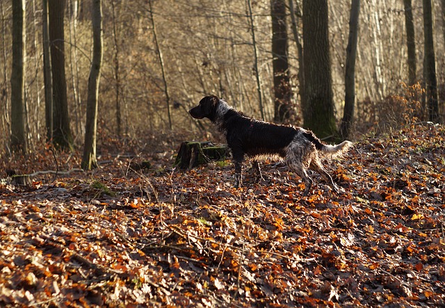 Free Dog Kleiner photo and picture