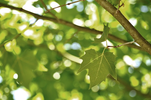 Free Leaf Leaves photo and picture