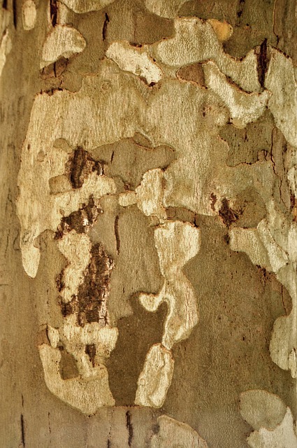 Free Wood Tree photo and picture