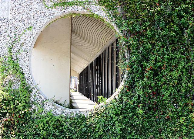 Free Hole In Wall Vines photo and picture