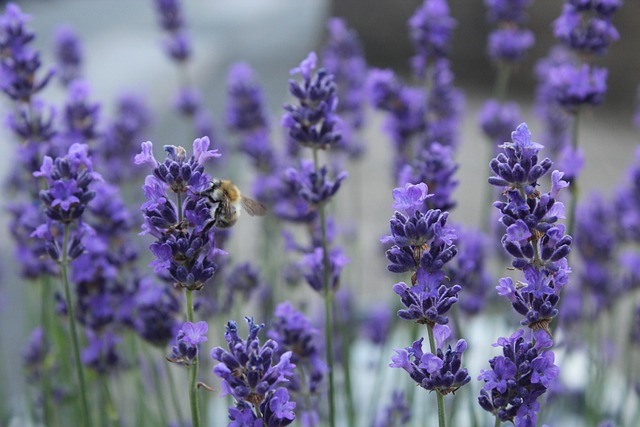 Free Lavender Bumblebee photo and picture