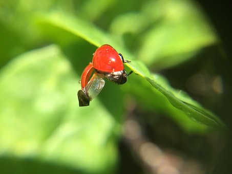 Mariquita, Macro, Naturaleza, Insecto