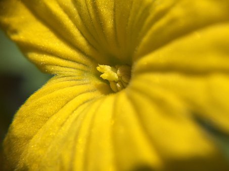 Macro, Papel Pintado De Flores, Amarillo