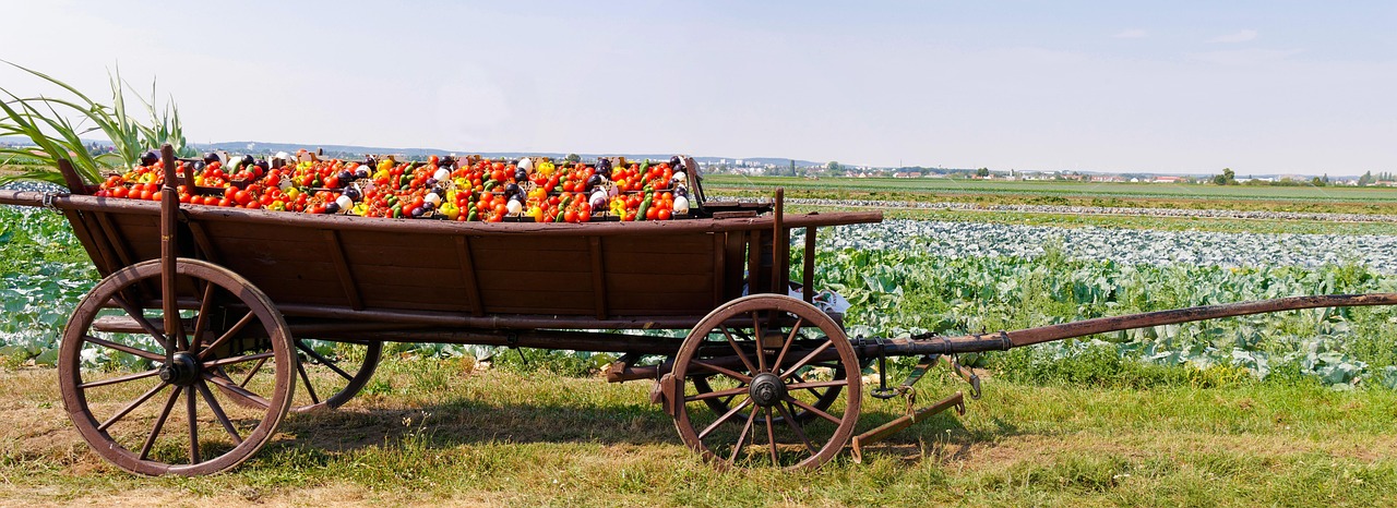Meal - free online jigsaw puzzle photo