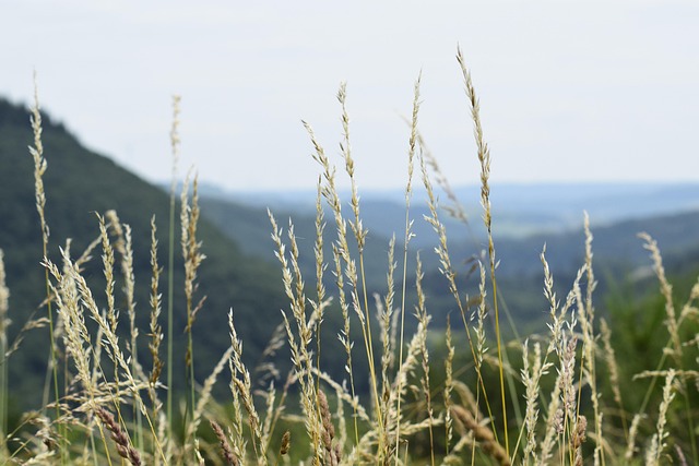 Free Eifel Landscape photo and picture