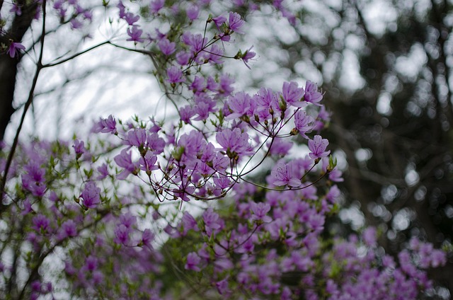 Japan, Cherry Blossom, Landskab