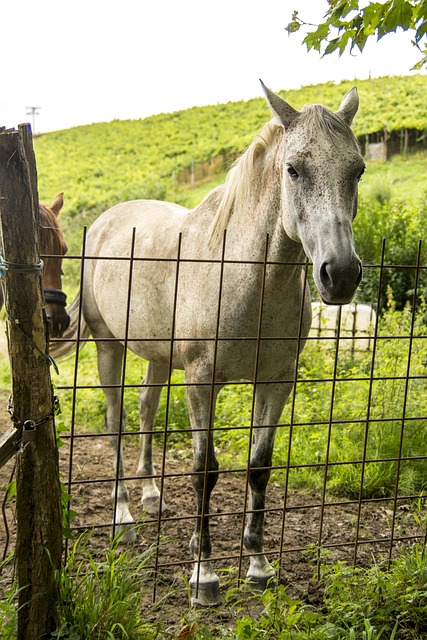 Pferd, Tier, Hengst, Fahren, Weide